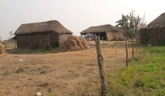 नारायणी पुलले मेघौली–पिठौली जोडिने : उम्मेदवार भूर्तेल