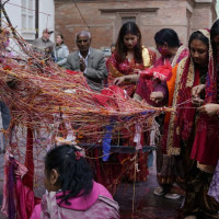हात्ती प्रभावितलाई मौरीका घार