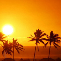 बाँदरलाई कृषि हानिकारक वन्यजन्तु घोषणा गर्ने तयारी