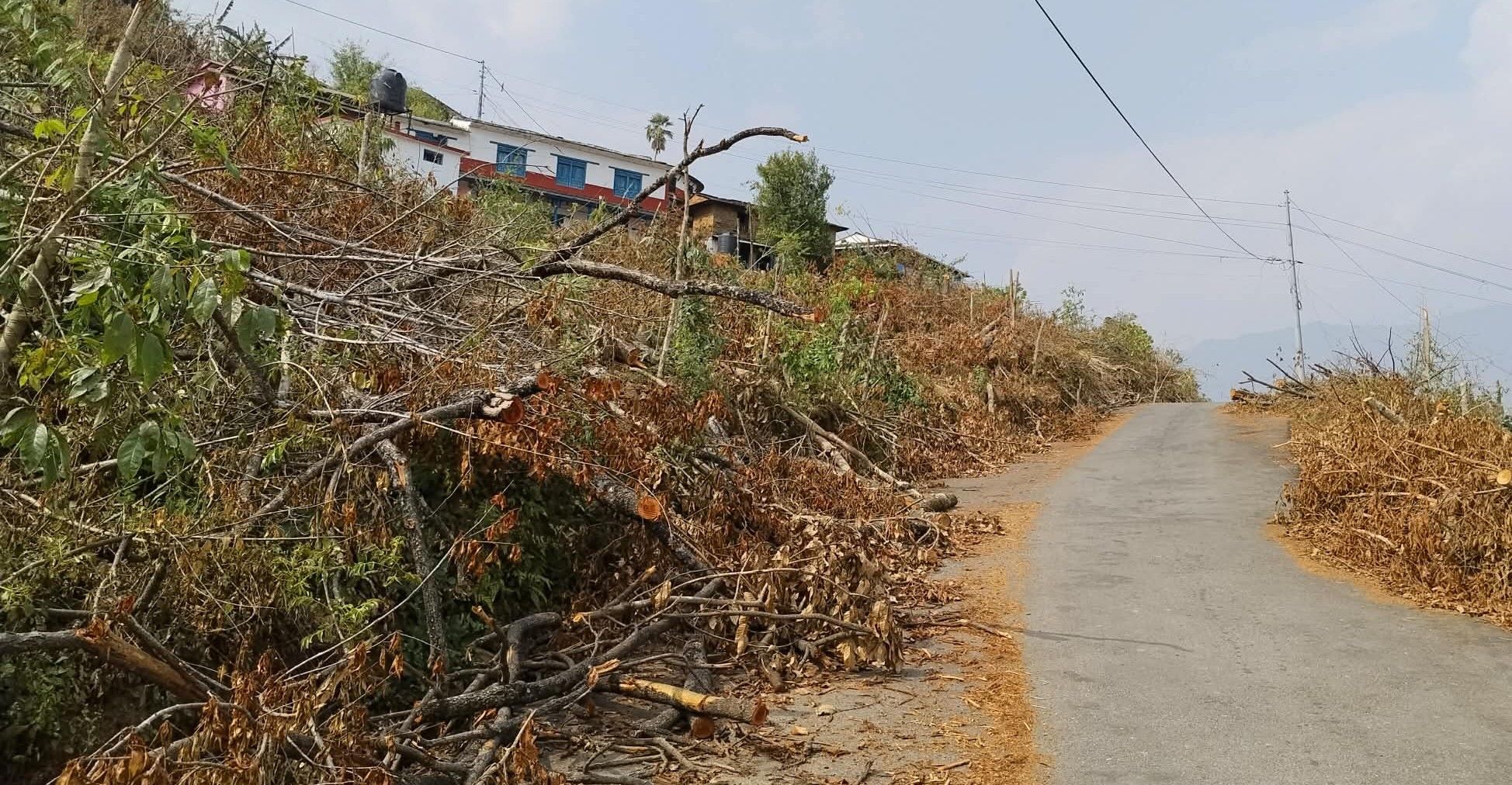 बाँदरबाट जोगिन रुख काट्दै पैयुँपाटाबासी