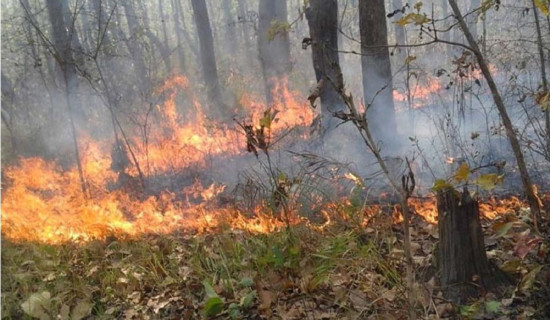 घाँसे मैदान व्यवस्थापन गर्न नियन्त्रित डढेलो