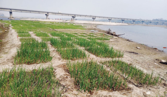 कर्णालीको बगरमा लोभलाग्दो प्याज खेती