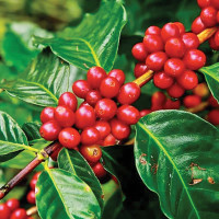 सरकार, दल र नवपुस्ताबिच समन्वय जरुरी