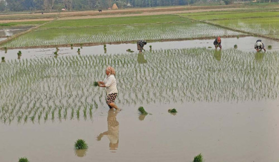 राष्ट्रपति पौडेलद्वारा वसन्त श्रवण