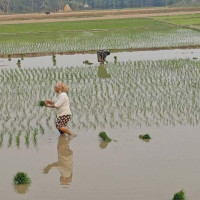 फेरि पनि मधुपर्क फेरि पनि गोरखापत्र