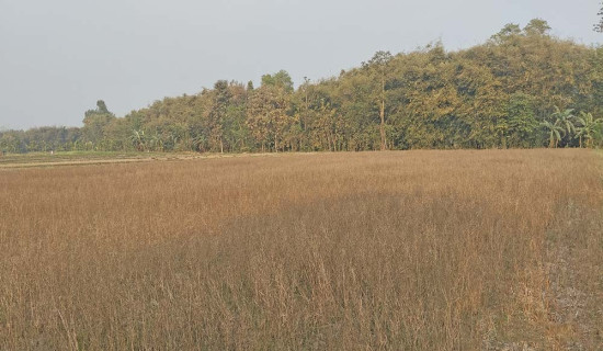 लगानीसमेत उठेन तोरीको