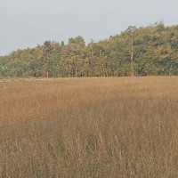 पिङको आनन्द