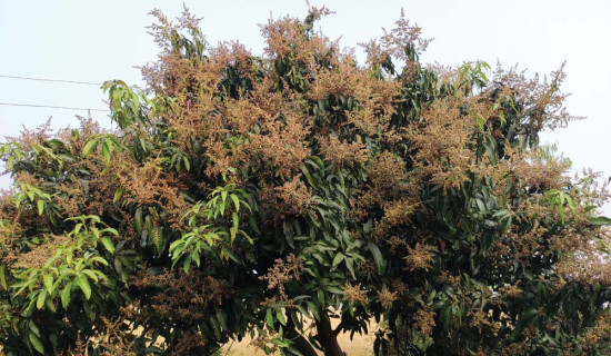 पर्वतबाट झण्डै  ३० करोडका सुन्तला निर्यात