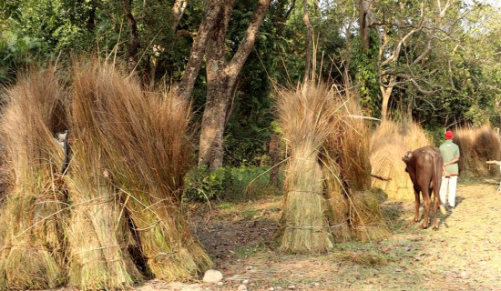 अष्ट्रेलियन र क्यानेडियन डलरको भाउ बढ्यो