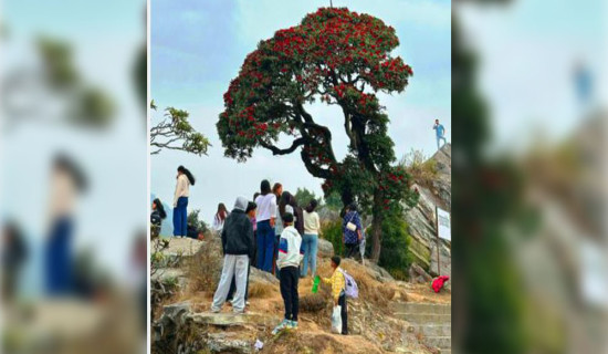 गुराँस हेर्न रायराँयकोट