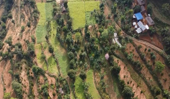 व्यावसायिक फलफूलखेतीतर्फ भुल्केका किसानको आकर्षण