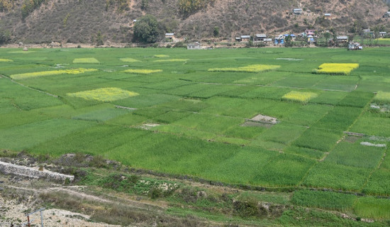 सल्यानका फाँटमा लहराएका गहुँबाली