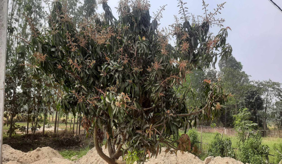 दसैँले आपसी सहयोग, मेलमिलाप र समुदायबिच एकताको भावना जागृत गर्न मद्दत पुग्नेछ : सभामुख घिमिरे