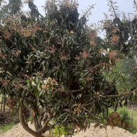 मधेशमा फागुपर्वको उमङ्ग, जनकपुरधाममा माध्यमिकी परिक्रमा