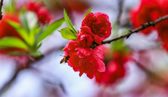 फुल्यो चेरी, बढ्यो सौन्दर्य (फोटो फिचर)