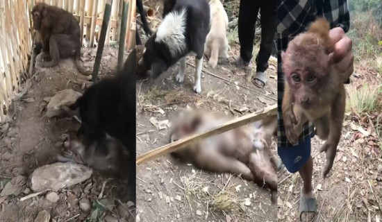 ग्यासको माग र आपूर्तिको विवरण दिन निर्देशन