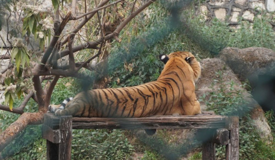 चिडियाखानाका रोचक तथ्य : १५ वर्षे ‘बगौरा’ बाघदेखि अजिङ्गरको आहारासम्म