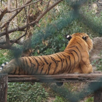 प्रथम माघे मेला गोल्ड कप सञ्चालन हुने