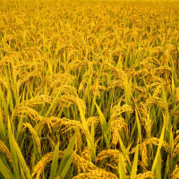 बालिकाको कानमा लगाएको सुन लुट्ने पक्राउ