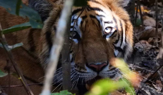 शुक्लाफाँटा राष्ट्रिय निकुञ्जमा बाघ सर्वेक्षण सुरु