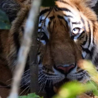 अर्थ सामाजिक विकासको शल्यक्रिया