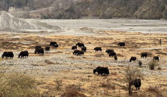 निर्वाचन प्रहरीलाई सम्मानसहित बिदाइ