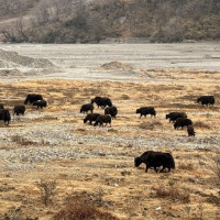 व्यास र ऋषिङ जोड्ने मादीसेती पुलको काम ६० प्रतिशत सकियो