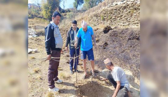 ओखर खेतीमा कृषककाे आकर्षण बढ्दाे