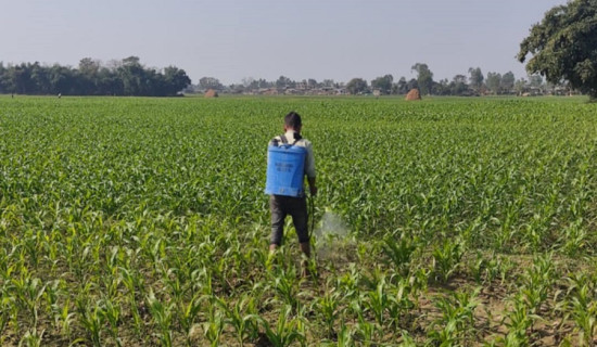 मकै बालीमा किराको प्रकोप
