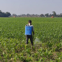 ताप्लेजुङमा ६ सय केजी बढी अवैध माछा नष्ट