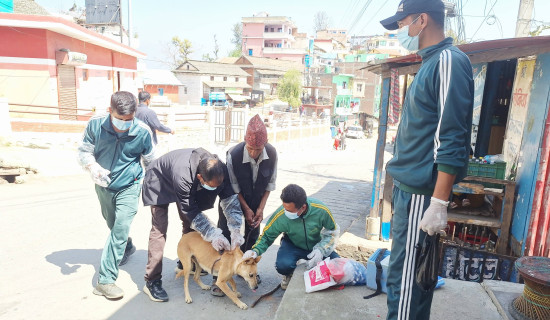 सल्यान शारदा नगरपालिकामा रेबिज विरुद्ध खोप अभियान सुरु
