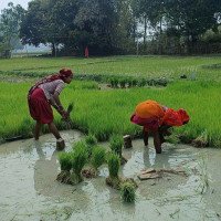 यस्तो छ आजका लागि निर्धारण गरिएको विदेशी मुद्राको विनिमयदर