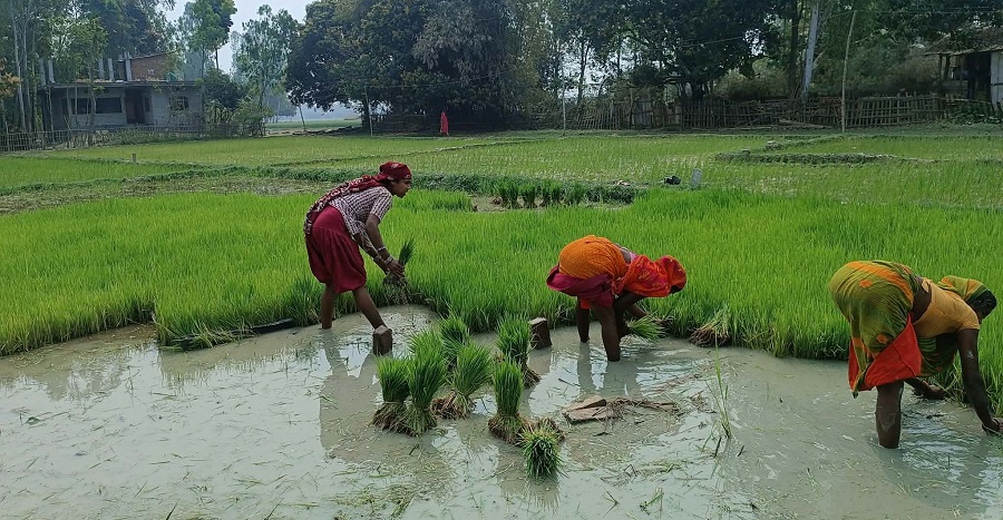सप्तरीमा किसानलाई चैते धान रोपाइँको चटारो
