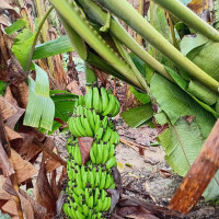 विपत् कोषमा एक अर्ब रुपियाँ जम्मा गर्ने निर्णय