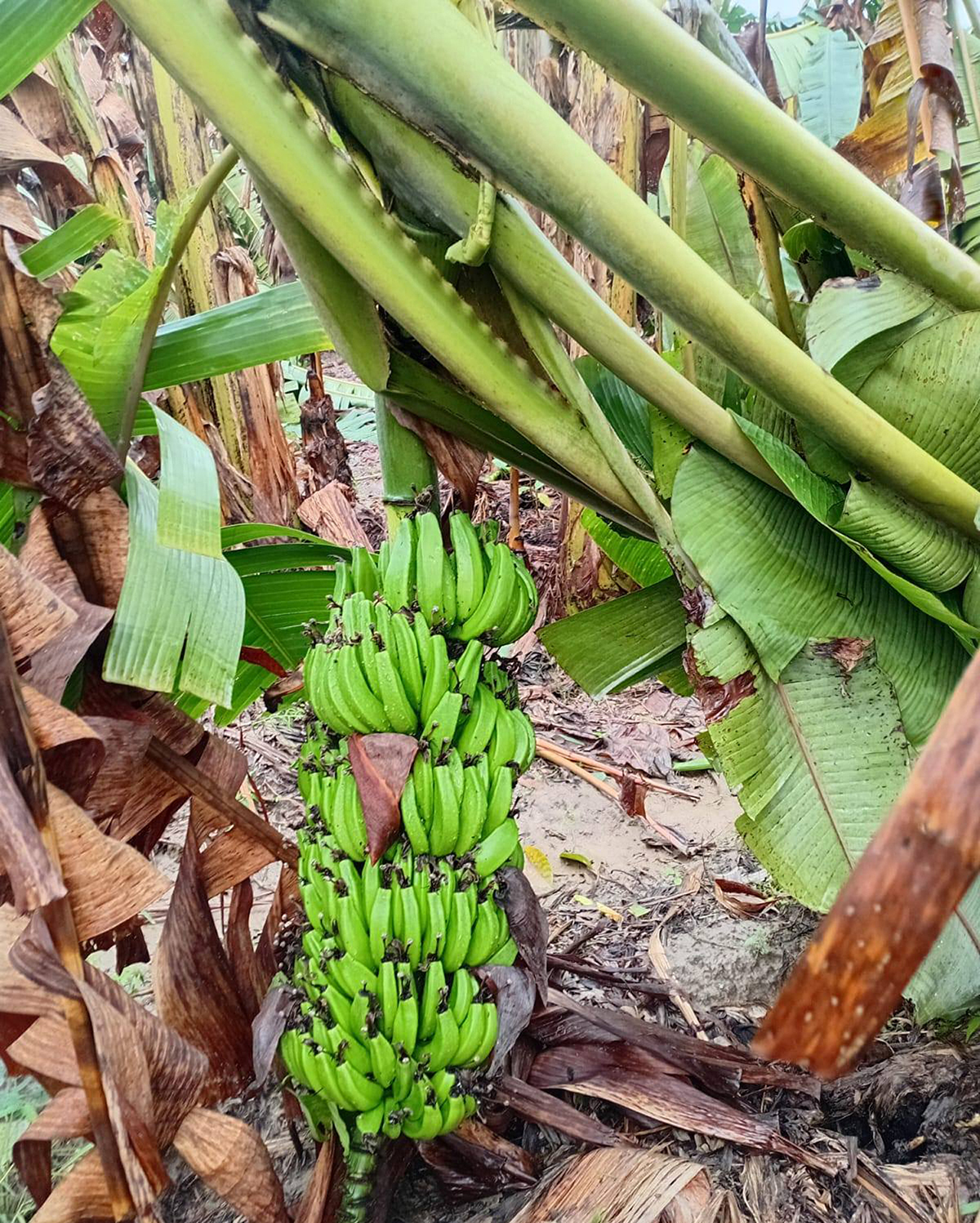 हावाहुरी र वर्षाले केरा खेती र कृषिमा लाखौको क्षति