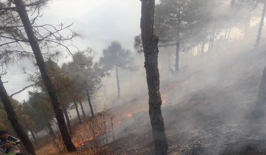 वन डढेलोले ३० हेक्टर क्षेत्र नष्ट, नियन्त्रणका लागि सचेतना अभियान