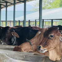 राप्रपाले समानुपातिकतर्फका सांसदको नामावली टुङ्गो लगायो