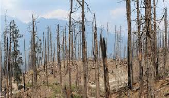 सुकेका रुखले बस्तीमा जोखिम बढाउँदै