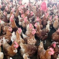 लुम्बिनी प्रदेशको मुख्यमन्त्रीमा डिल्लीबहादुर चौधरी नियुक्त