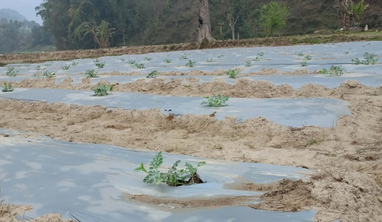 आँधीखोला किनारमा तर्बुजा खेती