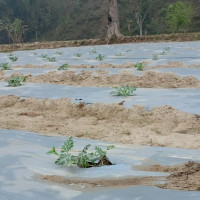 बेङ्लुरु आइपिएल च्याम्पियन