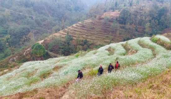नेपालको घाँस तिब्बतमा बिक्री गरिँदै