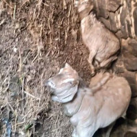 प्राङ्गारिक कृषि उत्पादनबाट पर्यटन प्रवर्द्धन गर्न सक्छौ : मुख्यमन्त्री शर्मा