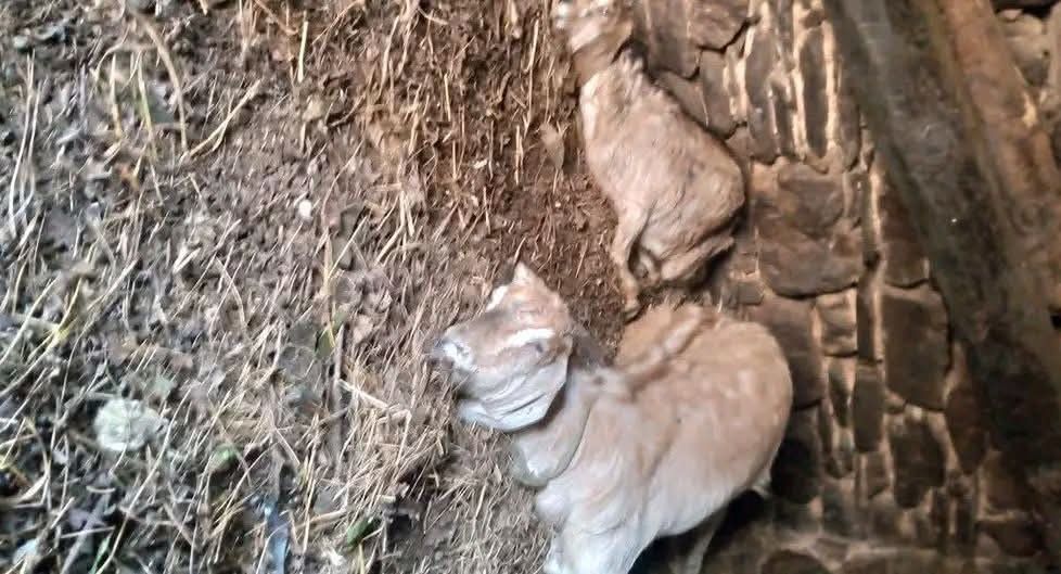 चट्याङ लागेर चार पशु–चौपाया मरे