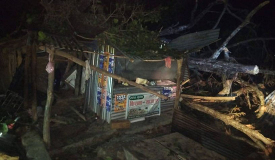 हुावाहुरीले ढालेको रुखले लागेर वृद्धको मृत्यु