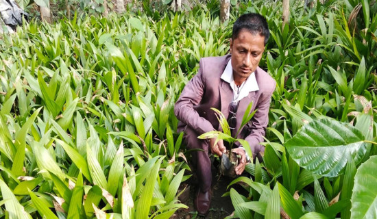 घरमा सजाएर राखिएका मकै