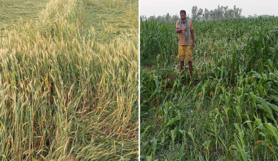 हावाहुरीसहितको असिनाले किसान चिन्तित, हजारौँ बिघाको बाली नष्ट