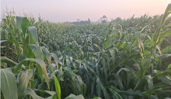 सचिवको बिफ्रिङ, मङ्गलबार प्रधानमन्त्रीले निर्देशन दिने