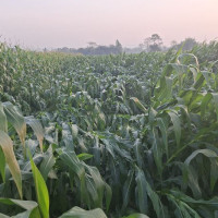 ‘के घर के डेरा : घर नं. २’ सिक्वेल होइन