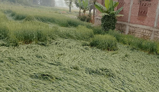 बेमौसमी वर्षाले पश्चिम नवलपरासीमा गहुँबाली नष्ट